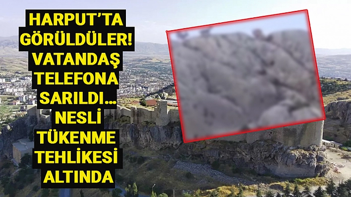 Harput'ta görüldüler! Vatandaş telefona sarıldı… Nesli tükenme tehlikesi altında