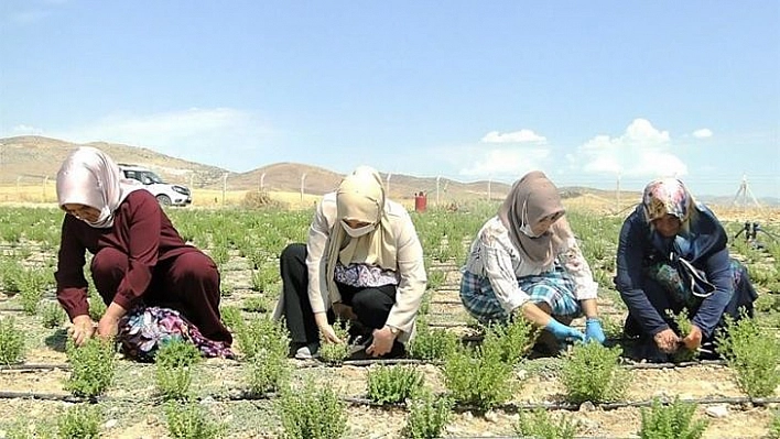 Hasadı tamamlanan kekikten beklenen verim alındı