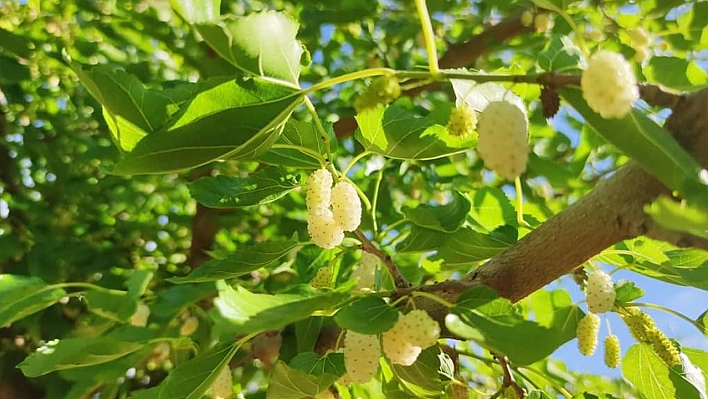 Fazla Yağışların Mağdur  Ettiği Bir Mahsul Ürünü Daha