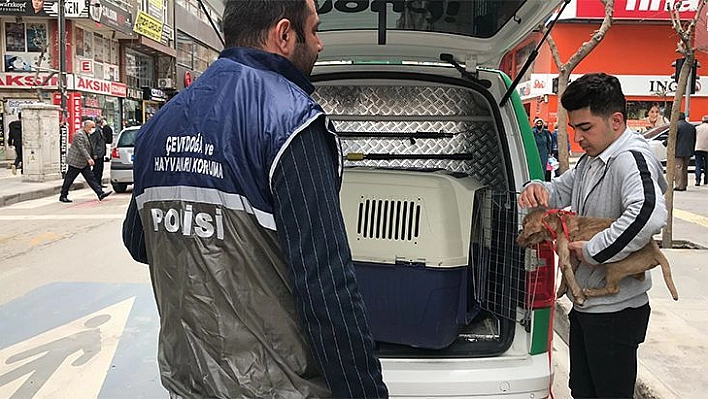 HAYDİ'den Pitbull Operasyonu, Cezalar Peş Peşe Geldi