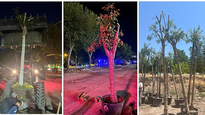Hazardağlı Kavşağı'ndaki Ağaçlar Taşınarak Koruma Altına Alınıyor