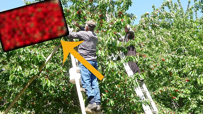 Herkesin Beklediği O Hasat Yapıldı