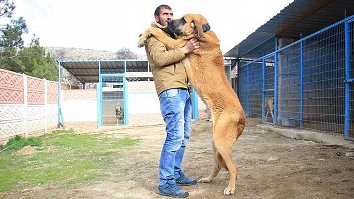 Hobisini işe dönüştüren vatandaş insan boyunda çoban köpekleriyle çiftlik kurdu