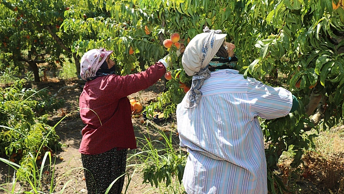 Hoş Köyü'nde Şeftali Hasadı Yapıldı