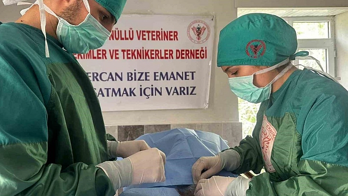 Hozat'ta Sokak hayvanları için çalışma başlatıldı