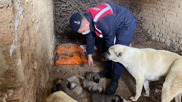 Jandarma Ekipleri, Anne Ve Yavru Köpeklere Sahip Çıktı