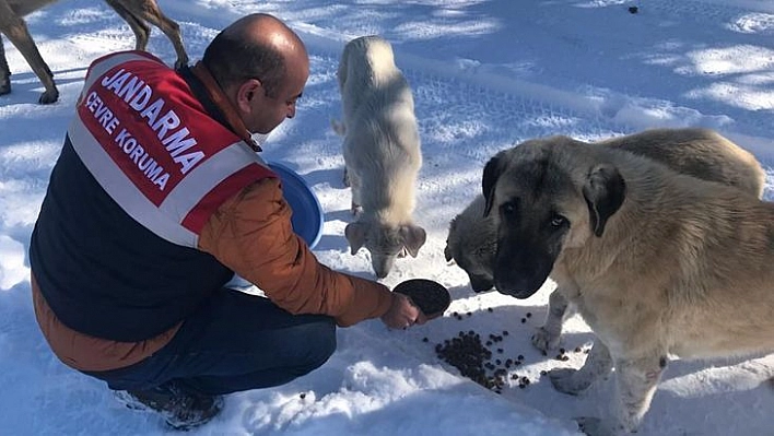 Jandarma Ekipleri Sokak Ve Yaban Hayvanlarını Unutmadı