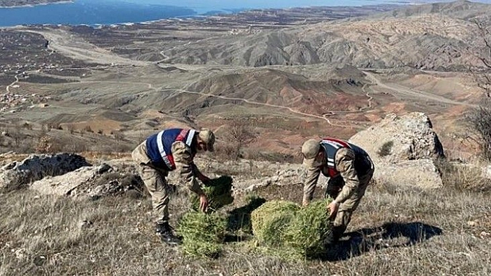 Jandarma, hem vatanı hem doğayı koruyor!