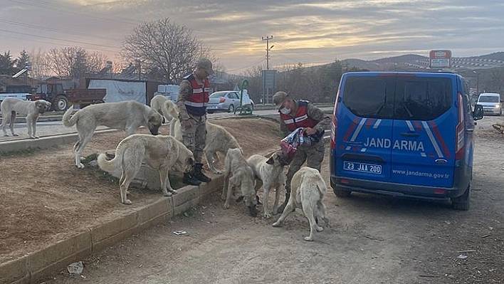 Jandarma Ramazan Ayında da Sokak Hayvanlarını Yalnız Bırakmadı