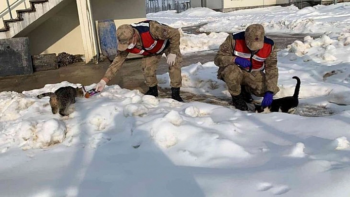 Jandarma sokak hayvanlarını elleriyle besledi