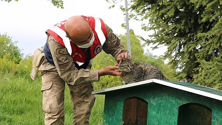 Jandarmadan, sokak hayvanlarına şefkat eli