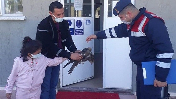 Jandarmanın yaralı bulduğu kartal tedavi altına alındı