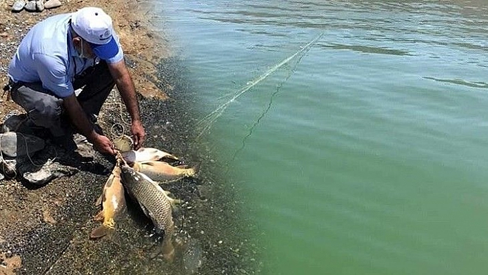 Kaçak avda kullanılan 2 bin metre ağ ele geçirildi, balıklar tekrar suya salındı