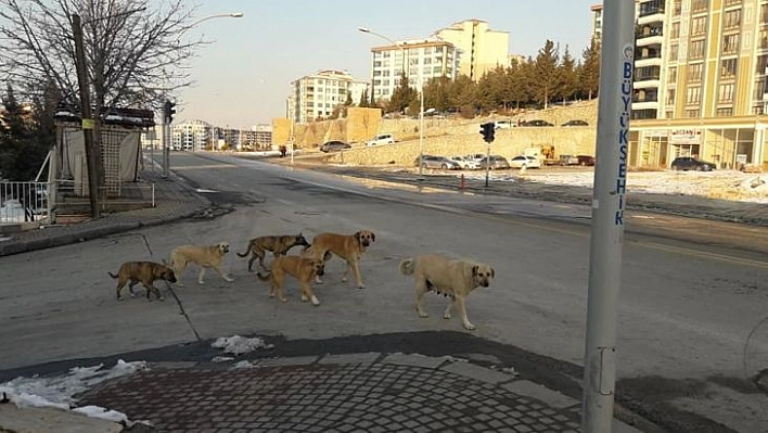 Kadın, köpeklerin saldırısında yaralandı