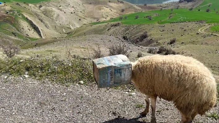 Kafası tenekeye sıkışan koyunu tamirci kurtardı