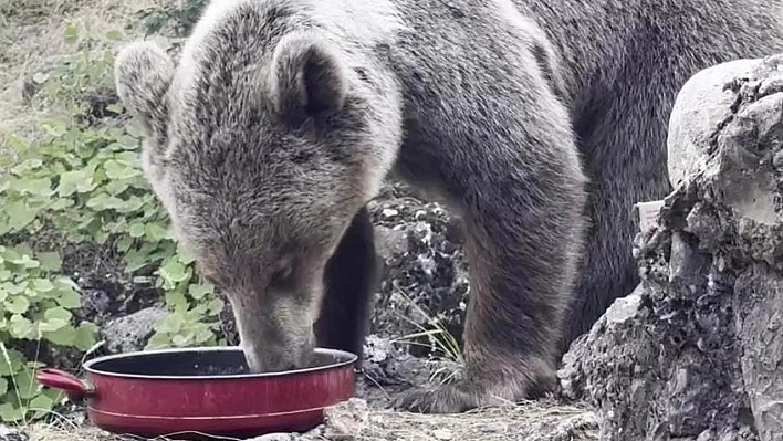 Kampta Evcil Ayı!