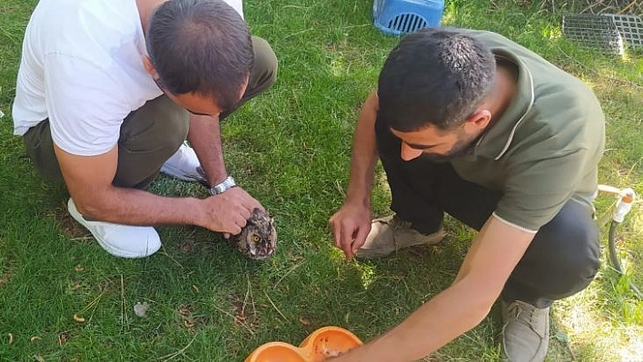 Kanadı kırık Kulaklı Orman Baykuş'u tedavi altına alındı