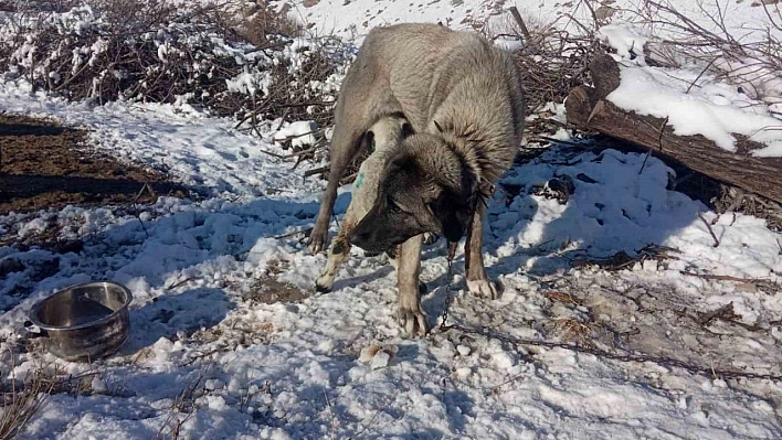 Kangal Köpeği Kuzuya Annelik Yapıyor