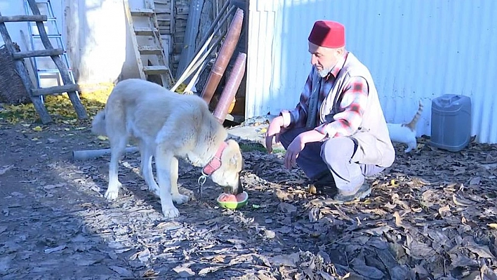 Kangal köpeğinin et yerine sebze yediğini gören Elazığlının şiveli tepkisi güldürdü