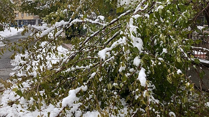 Malatya'da kar yağışına dayanamayan ağaç dalları kırılarak devrildi