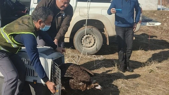 Kara akbaba bakım ve tedavisinin ardından doğaya salındı