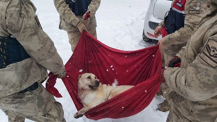 Karda yaralı halde bulunan Köpek'e jandarma şefkati