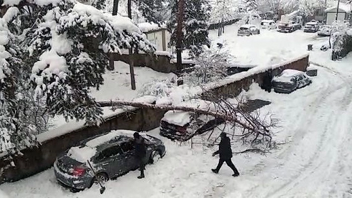 Karın ağırlığına dayanamayan ağaç, otomobilin üstüne devrildi