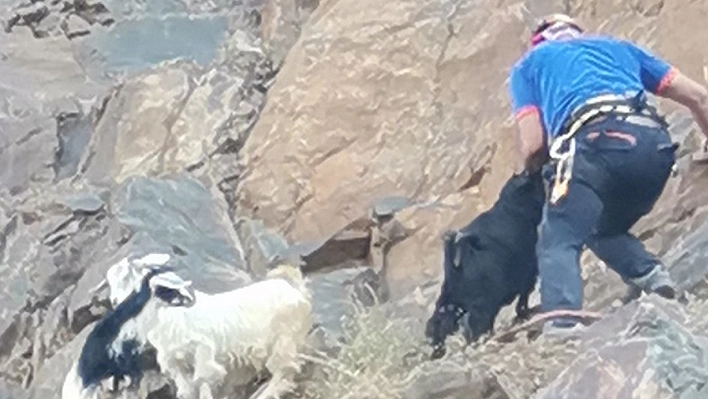 Kayalıklarda Mahsur Kalan Oğlakları AFAD Kurtardı