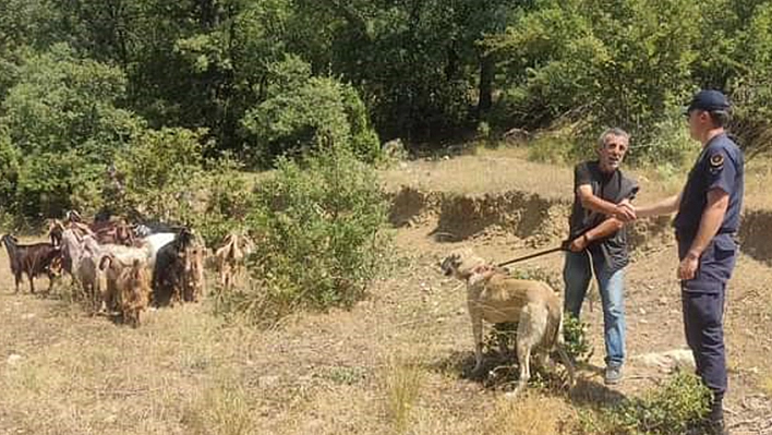 Kaybettiği Küçükbaş Hayvanlarını Jandarma Buldu