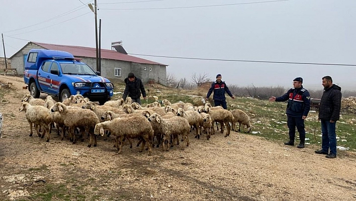 Kayıp hayvanlar dron ile bulundu