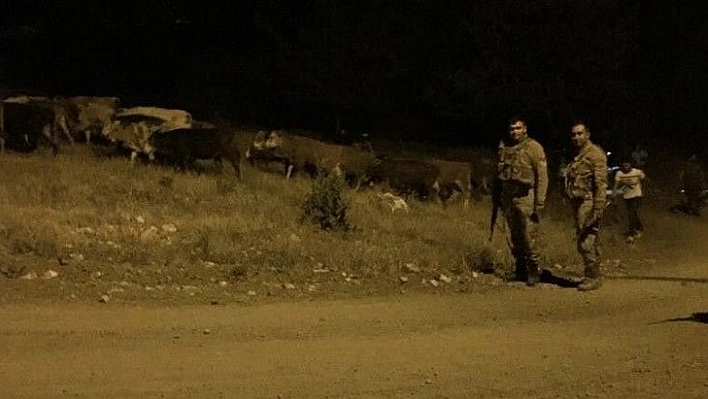 Kayıp hayvanlar, gece görüş termalleriyle bulundu