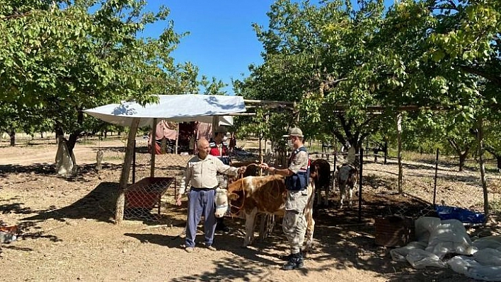 Kayıp inekler drone ile bulundu