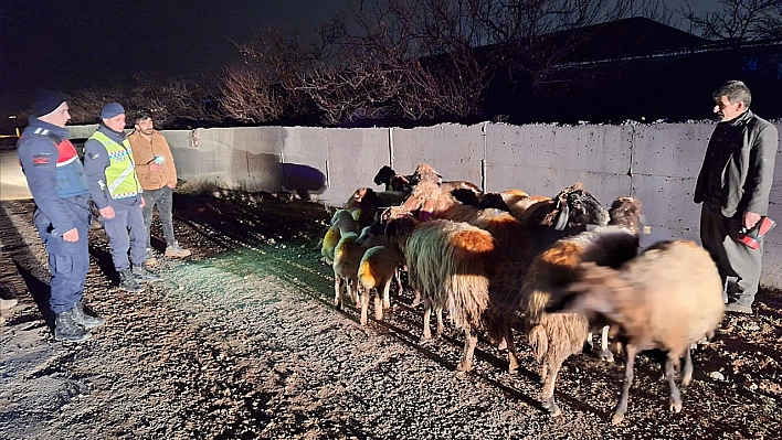 Kayıp Koyunları Jandarma Buldu