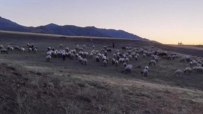 Kayıp sürü, jandarma tarafından drone ile bulundu