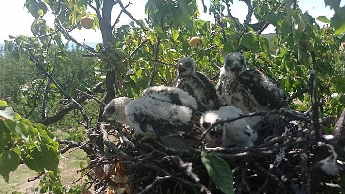 Kayısı Ağacına Atmaca Yuva Yapınca Hasat Yapmadı