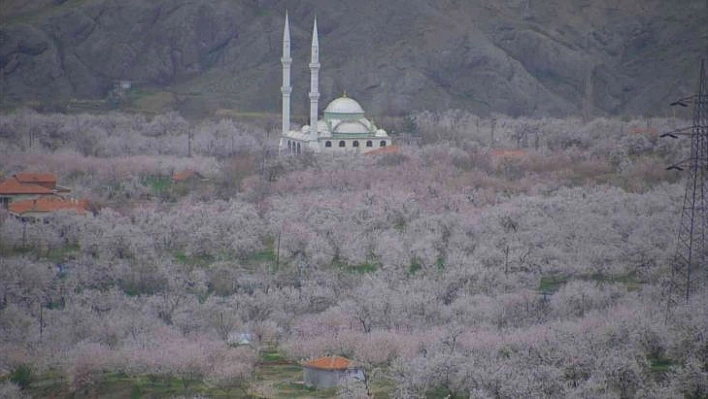 Kayısı ağaçları 20 gün geç çiçek açtı