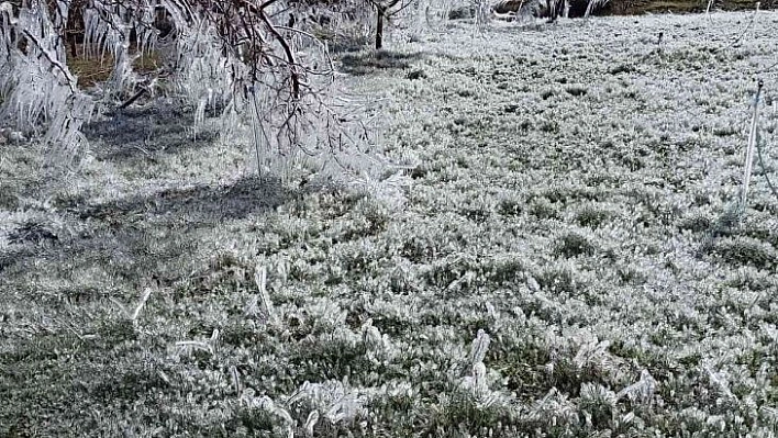 Kayısı bahçelerindeki donun boyutu kameralara yansıdı