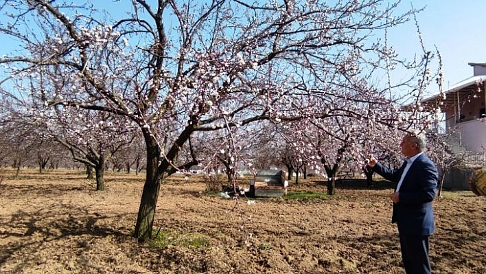 Kayısı başkenti Malatya'da kayısı ağaçları çiçekleri açtı