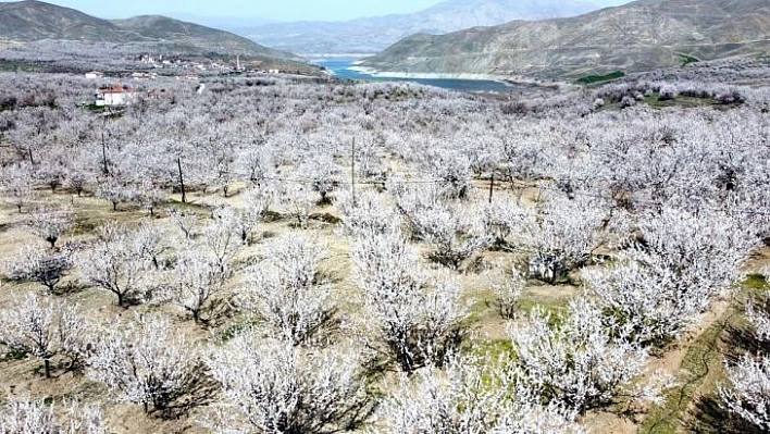 Kayısı çiçeklerinin görsel şölenine ilgi