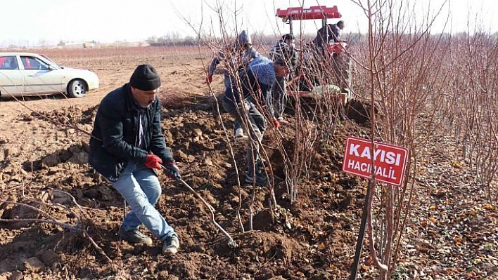 Kayısı fiyatları yükseldi fideye talep arttı