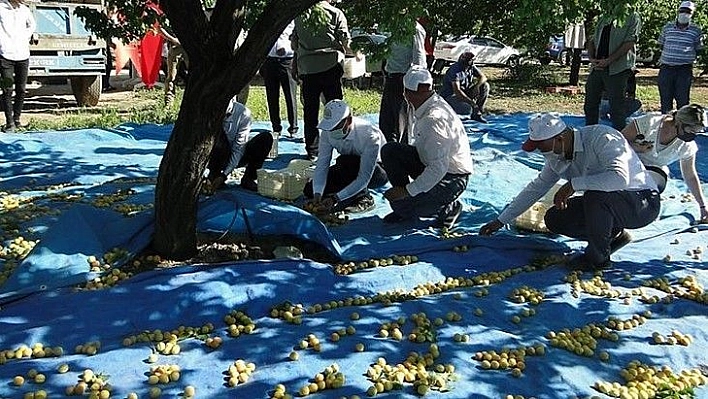 Kayısı hasadında bayram sonrası yoğun mesai