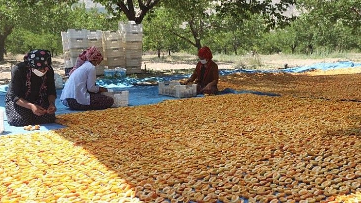 Kayısı üretiminde, 4. sıradayız...