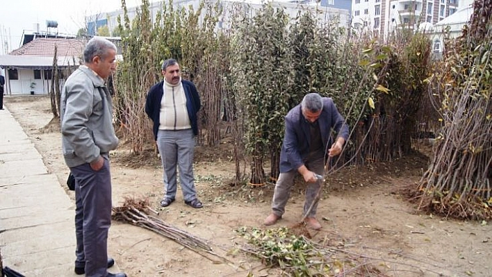 Kayısıda fiyatlar yükseldi, fidan satışları arttı