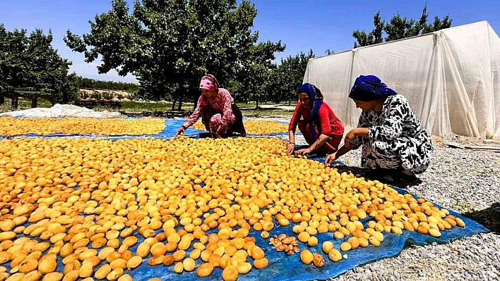 Her Şeye Rağmen Kayısıda Hasat Dönemi