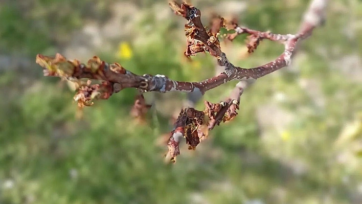 Kayısıları don vurdu, üretici zor durumda kaldı