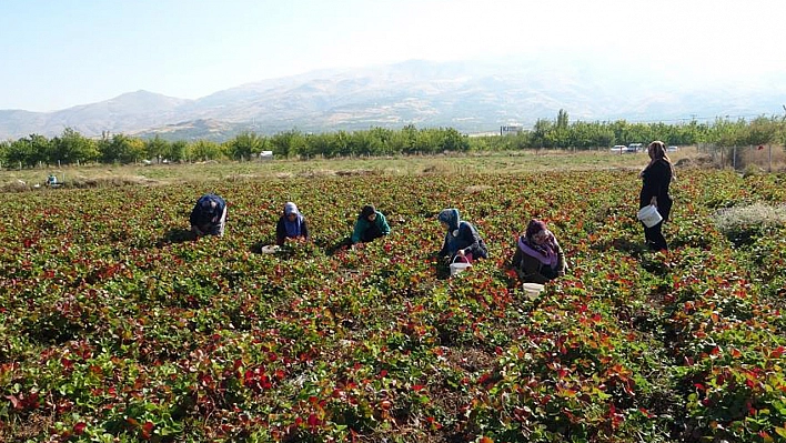 Kazançları Çok Fazla! 7 Kadın Kurdu, Şimdi Siparişlere Yetişemiyorlar