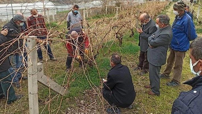 Keban'da çiftçilere, bağ budama eğitimi