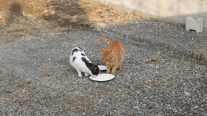 Kediyle orijinal ve sahte peynir testi