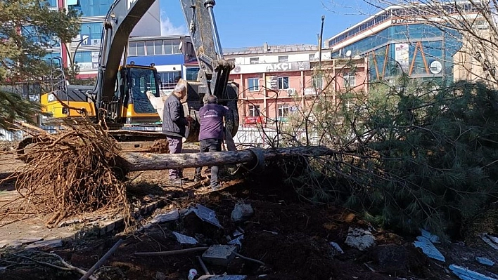 Kent Meydanındaki yarım asırlık çınarlar naklediliyor