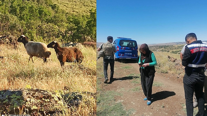 Kesime Giderken Kaçan Kurbanlık Koyunları Jandarma Buldu